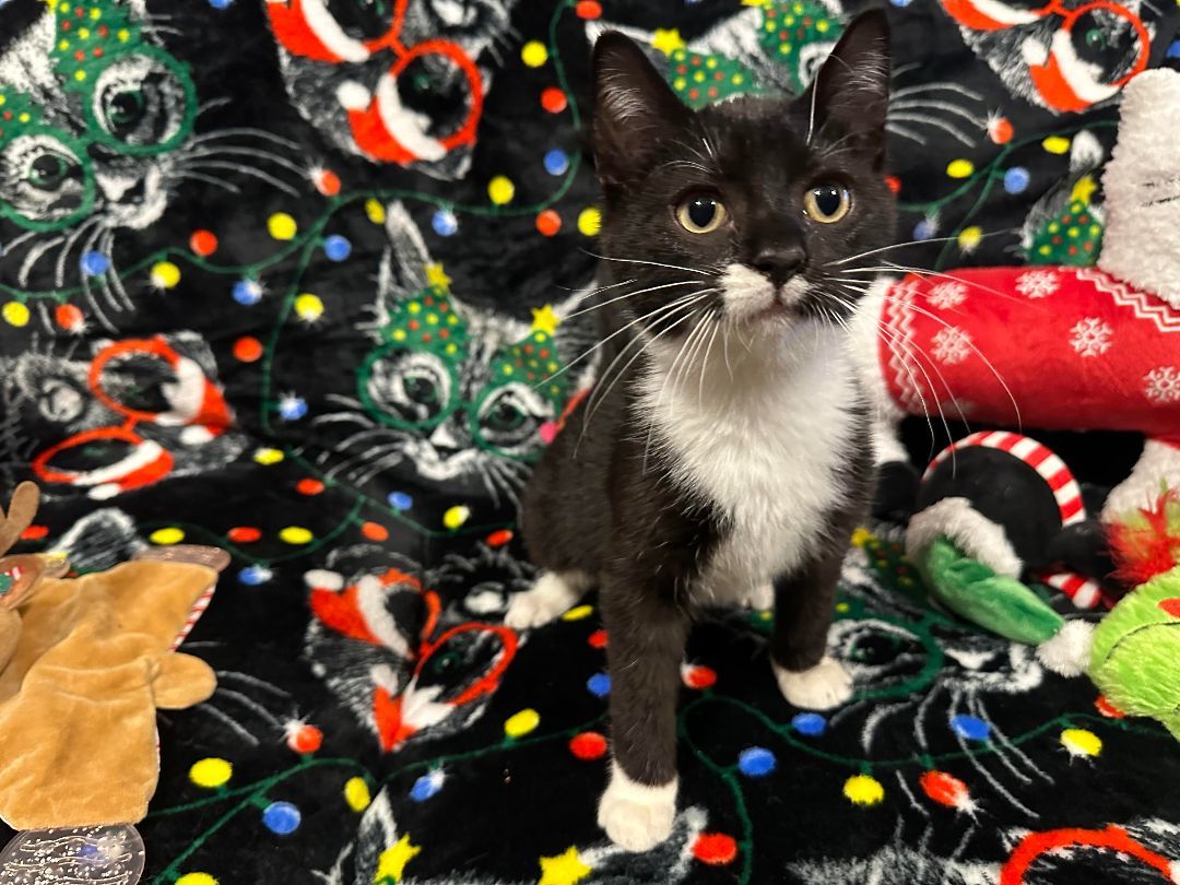 Pluto, a Adopted Domestic Short Hair in Yonkers, NY image 2/6