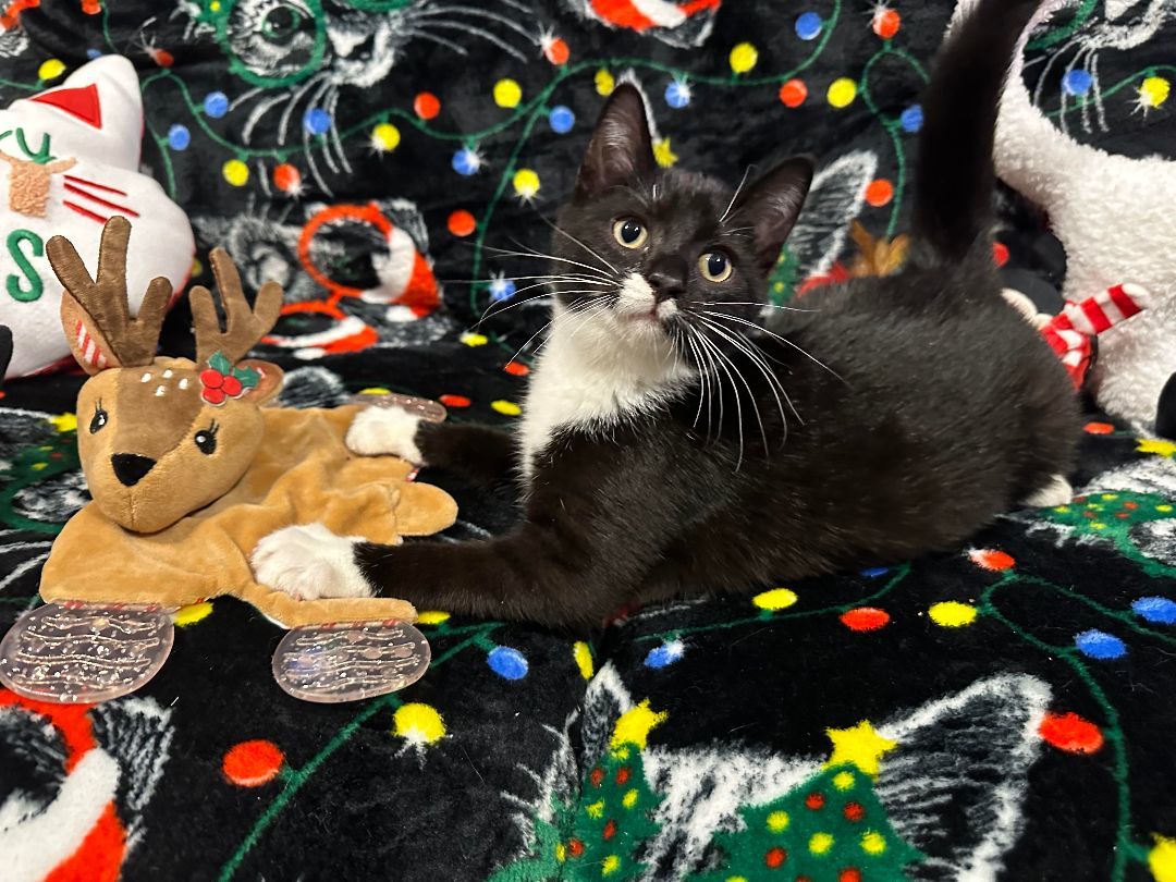 Pluto, a Adopted Domestic Short Hair in Yonkers, NY image 3/6