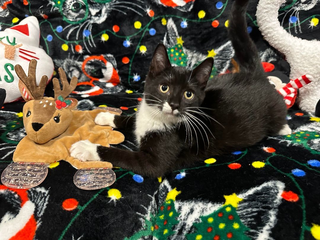 Pluto, a Adopted Domestic Short Hair in Yonkers, NY image 4/6