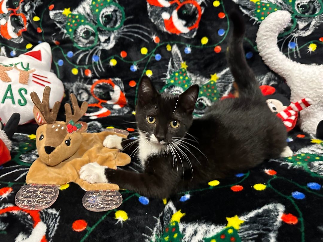 Pluto, a Adopted Domestic Short Hair in Yonkers, NY image 6/6