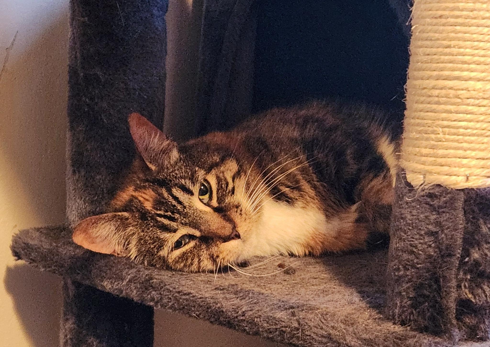 Enlarge Timber, a Adoptable Domestic Short Hair in Hershey, PA image 5/6