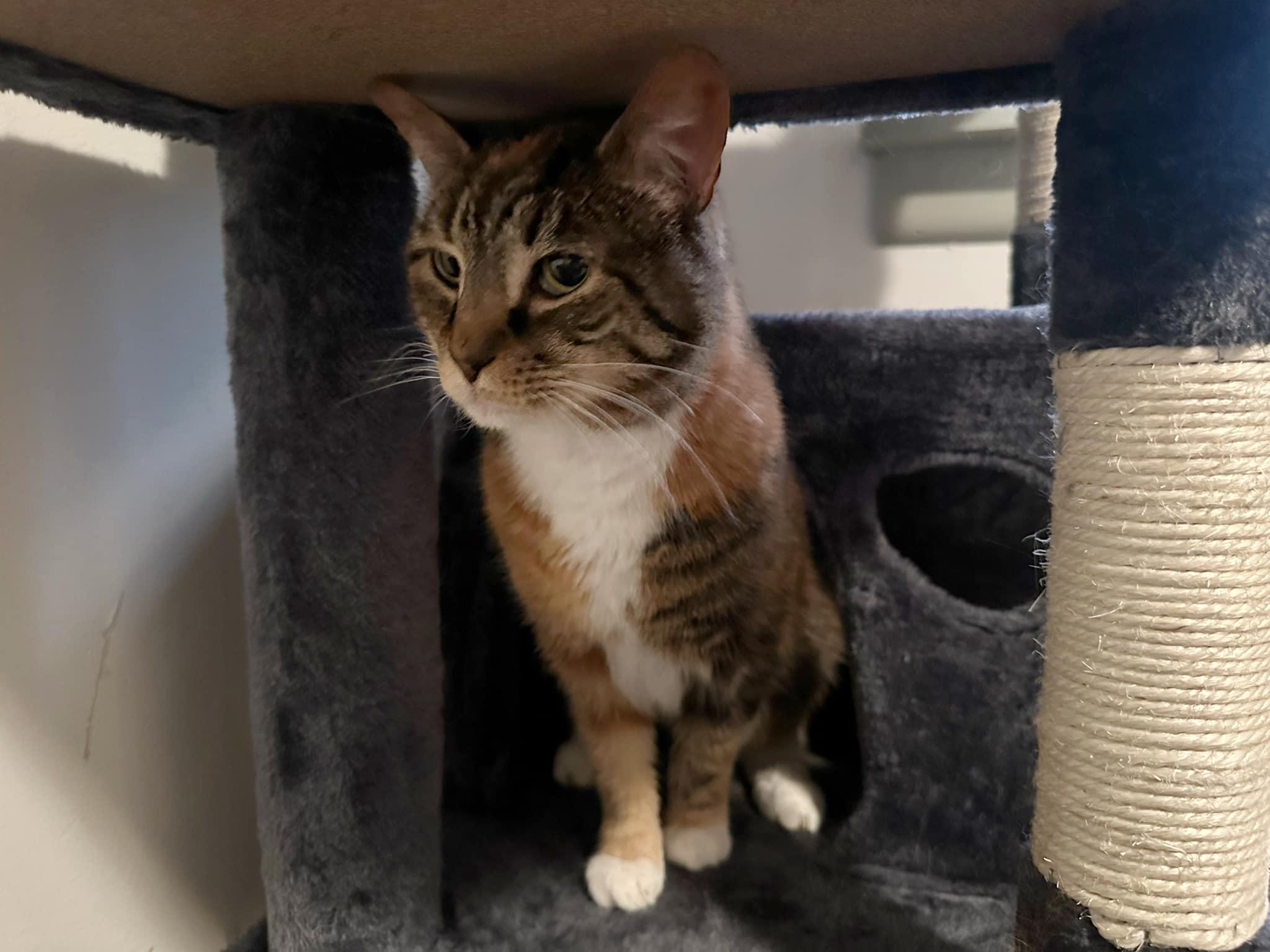 Enlarge Timber, a Adoptable Domestic Short Hair in Hershey, PA image 6/6