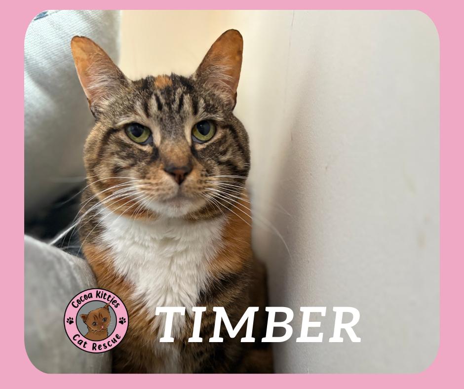 Enlarge Timber, a Adoptable Domestic Short Hair in Hershey, PA image 3/6