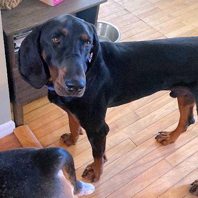 Enlarge Dobro (MA), a ADOPTABLE Black and Tan Coonhound in Williamsburg, VA image 5/5