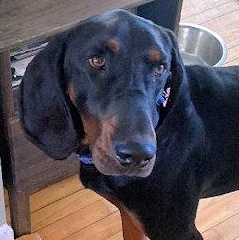 Enlarge Dobro (MA), a ADOPTABLE Black and Tan Coonhound in Williamsburg, VA image 1/5