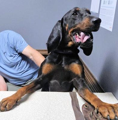 Enlarge Dobro (MA), a ADOPTABLE Black and Tan Coonhound in Williamsburg, VA image 2/5