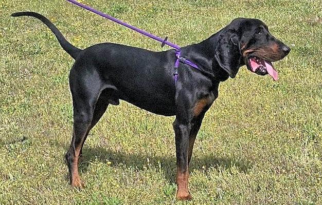 Enlarge Dobro (MA), a ADOPTABLE Black and Tan Coonhound in Williamsburg, VA image 3/5