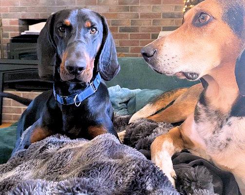 Enlarge Dobro (MA), a ADOPTABLE Black and Tan Coonhound in Williamsburg, VA image 4/5