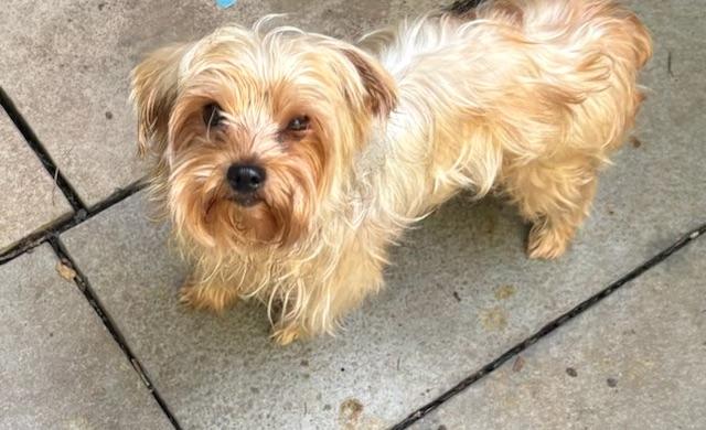 Spanky, Adopted, Adult Male Yorkshire Terrier.