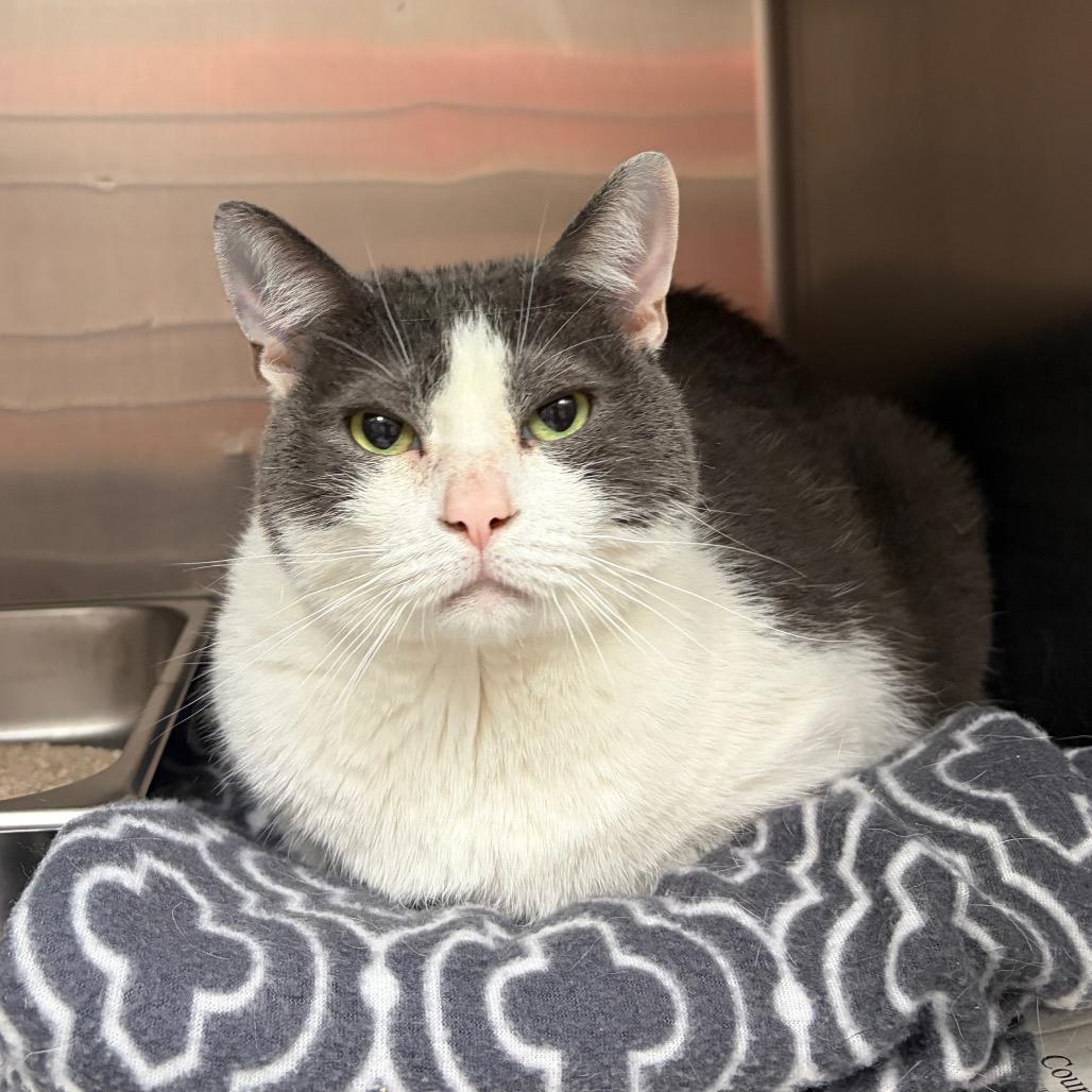 Enlarge Wells, a Adoptable Domestic Short Hair in Fredericksburg, TX image 1/5