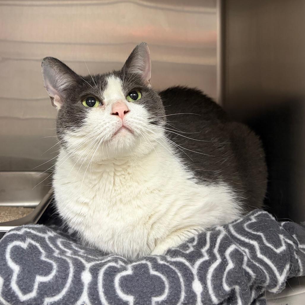 Enlarge Wells, a Adoptable Domestic Short Hair in Fredericksburg, TX image 2/5