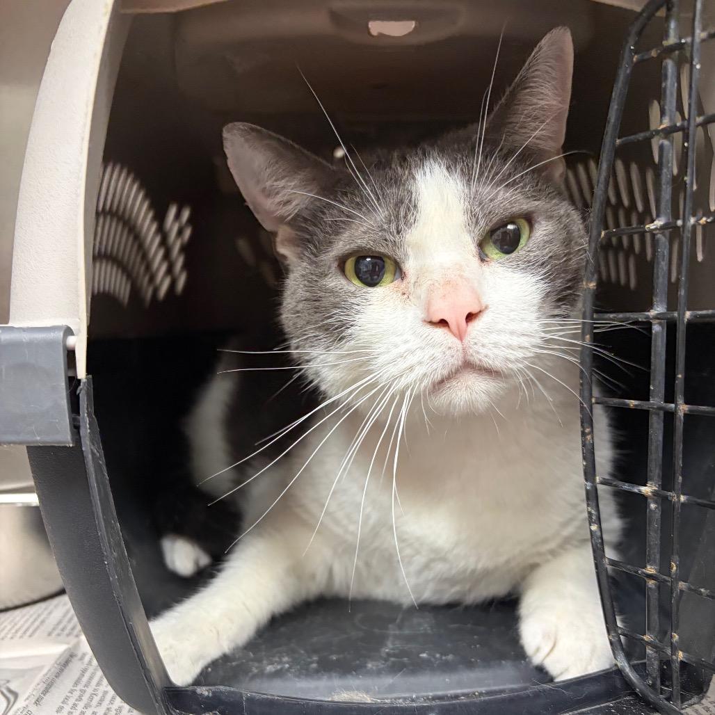 Enlarge Wells, a Adoptable Domestic Short Hair in Fredericksburg, TX image 3/5