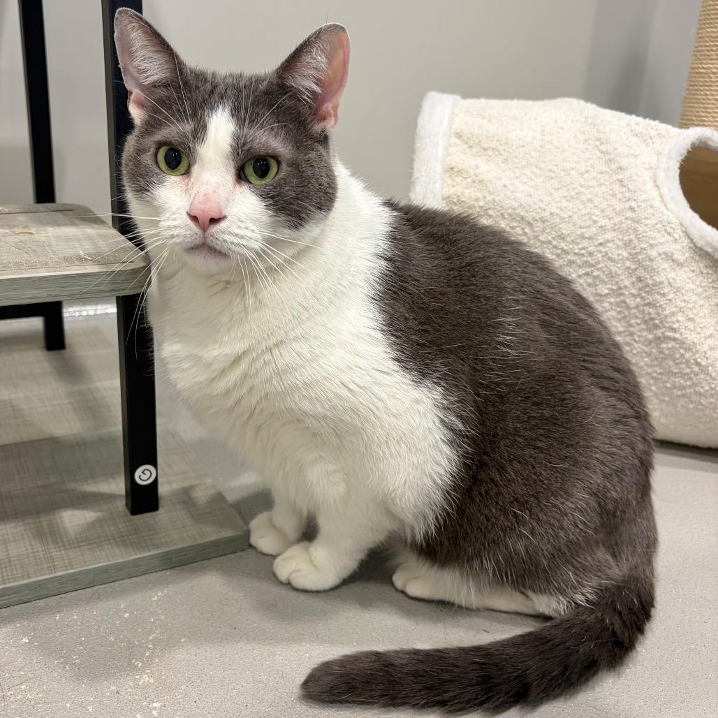 Enlarge Wells, a Adoptable Domestic Short Hair in Fredericksburg, TX image 4/5