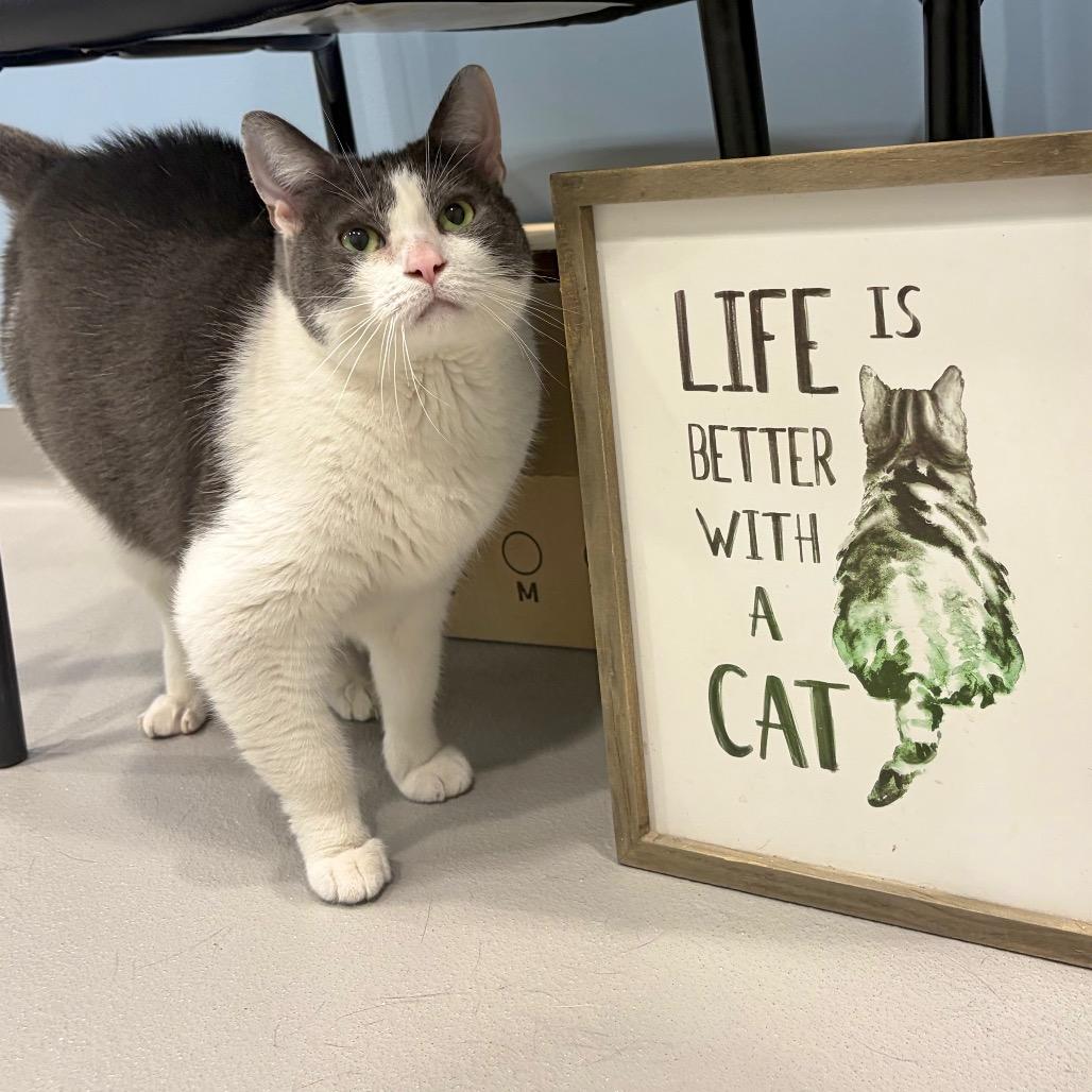 Enlarge Wells, a Adoptable Domestic Short Hair in Fredericksburg, TX image 5/5