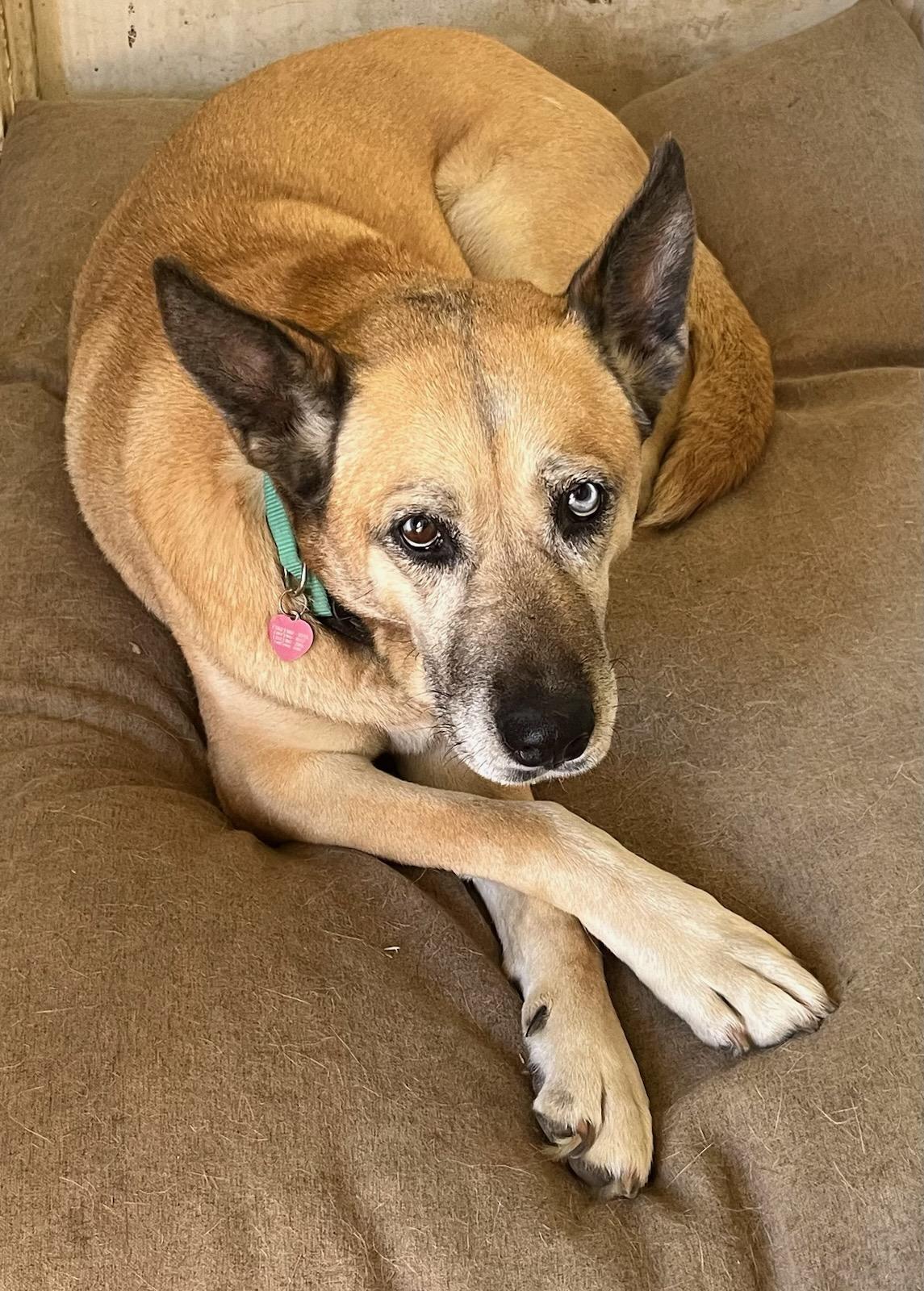 Opal, a ADOPTABLE mixed breed in Burbank, CA image 1/4