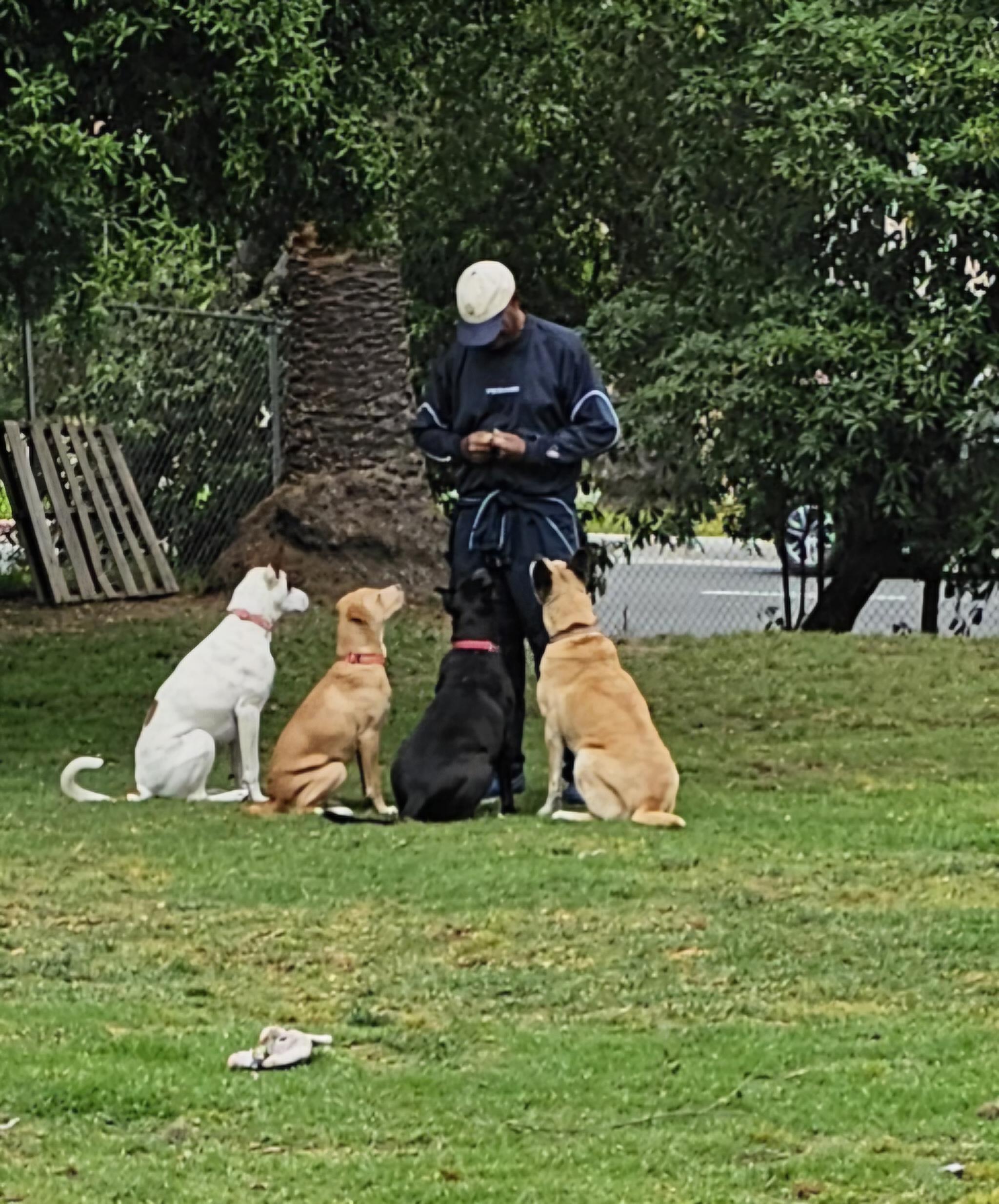 Opal, a ADOPTABLE mixed breed in Burbank, CA image 2/4