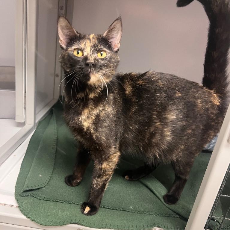 Enlarge Tambourine, a Adoptable Domestic Short Hair in Geneseo, IL image 1/1