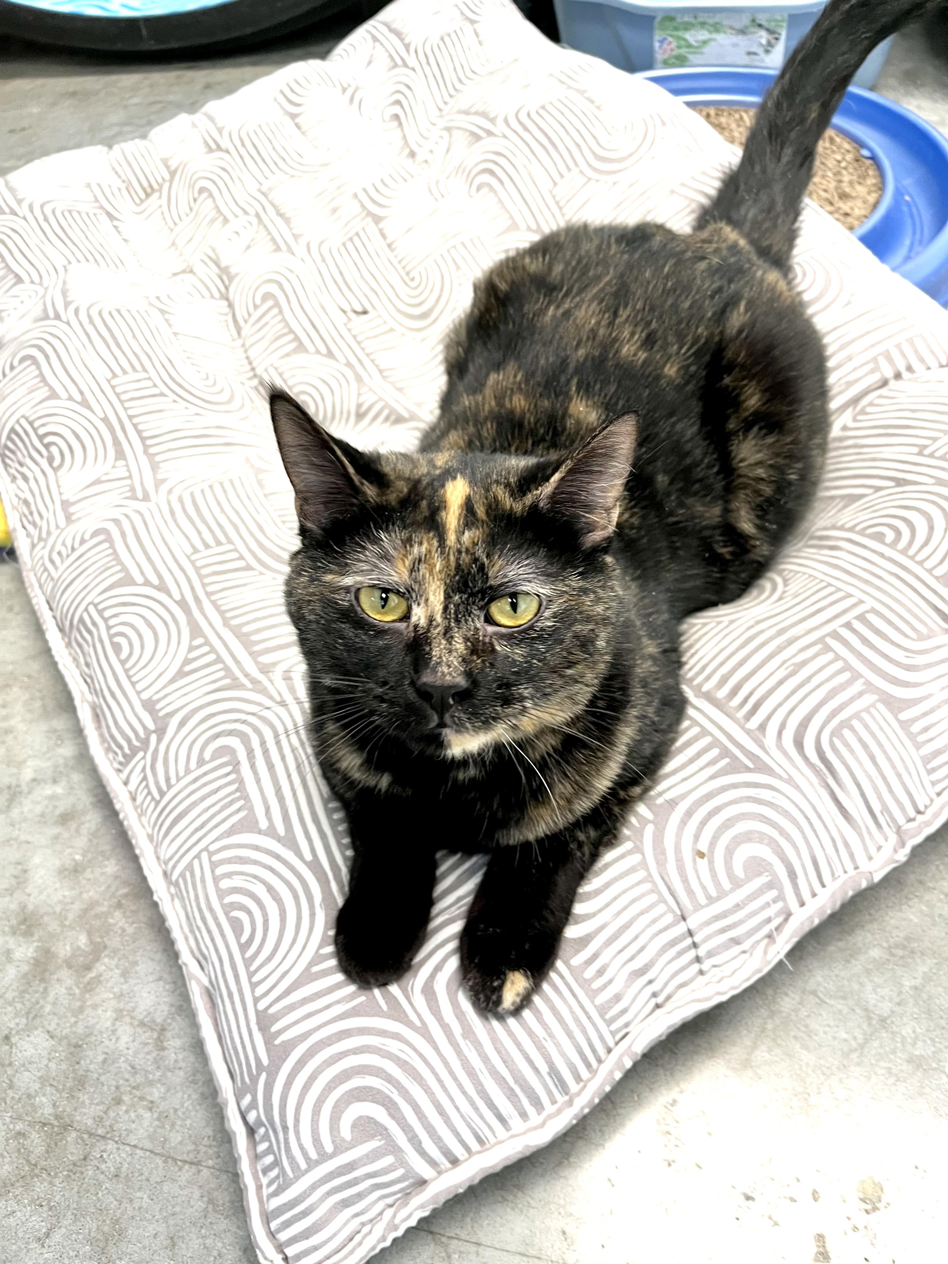 Enlarge Tambourine, a Adoptable Domestic Short Hair in Geneseo, IL image 1/2