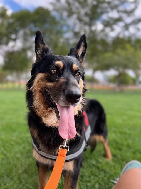 LOLA, Adoptable, Adult Female German Shepherd Dog.