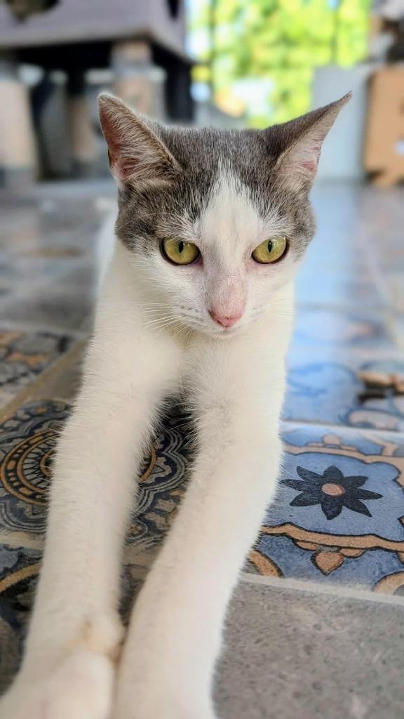 Gaia — thumbnail 3