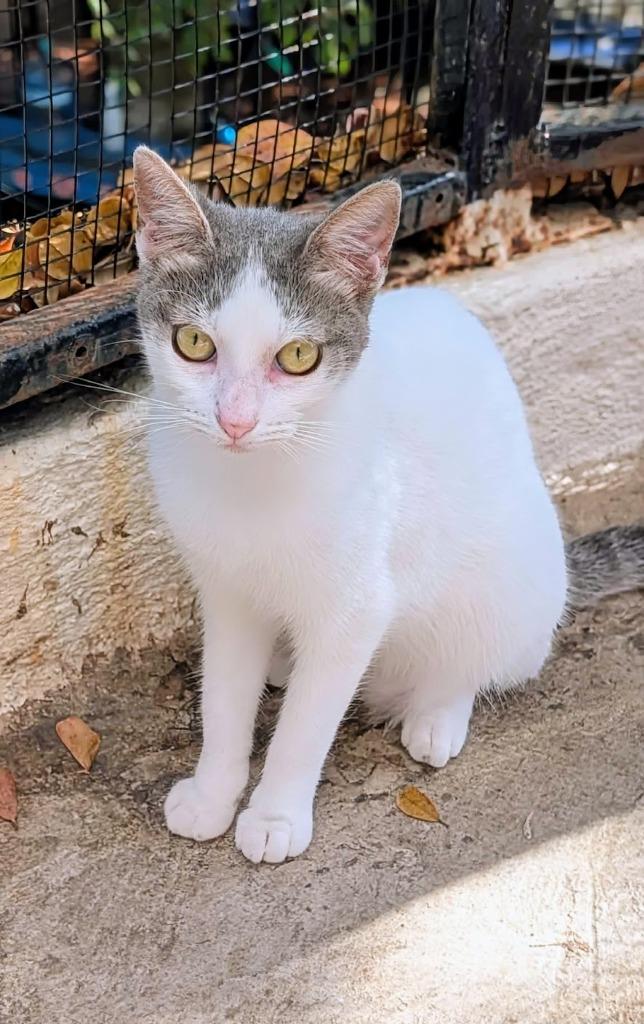 Gaia — thumbnail 4