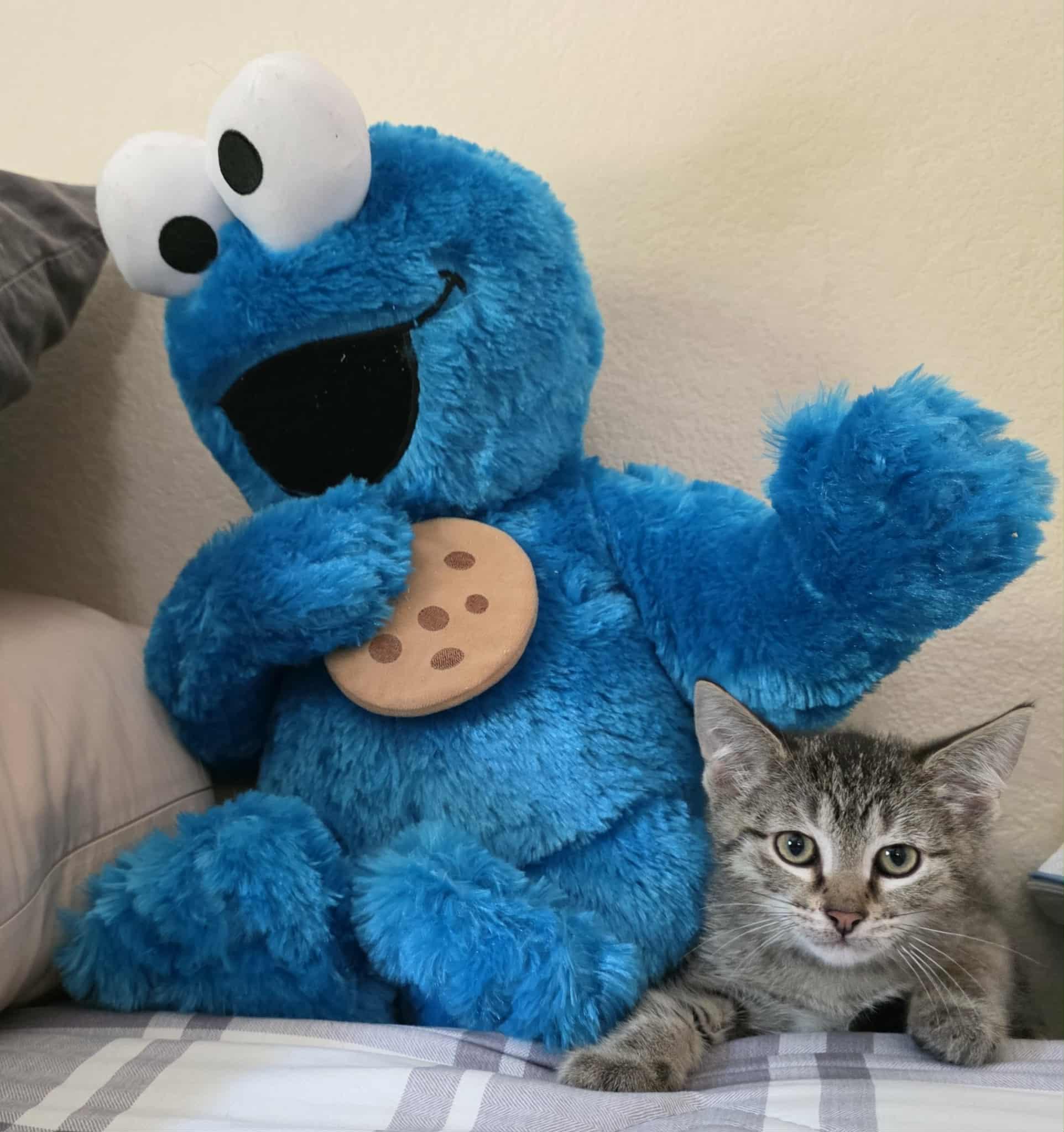 Freckles, a Adoptable Tabby in Vacaville, CA image 2/4