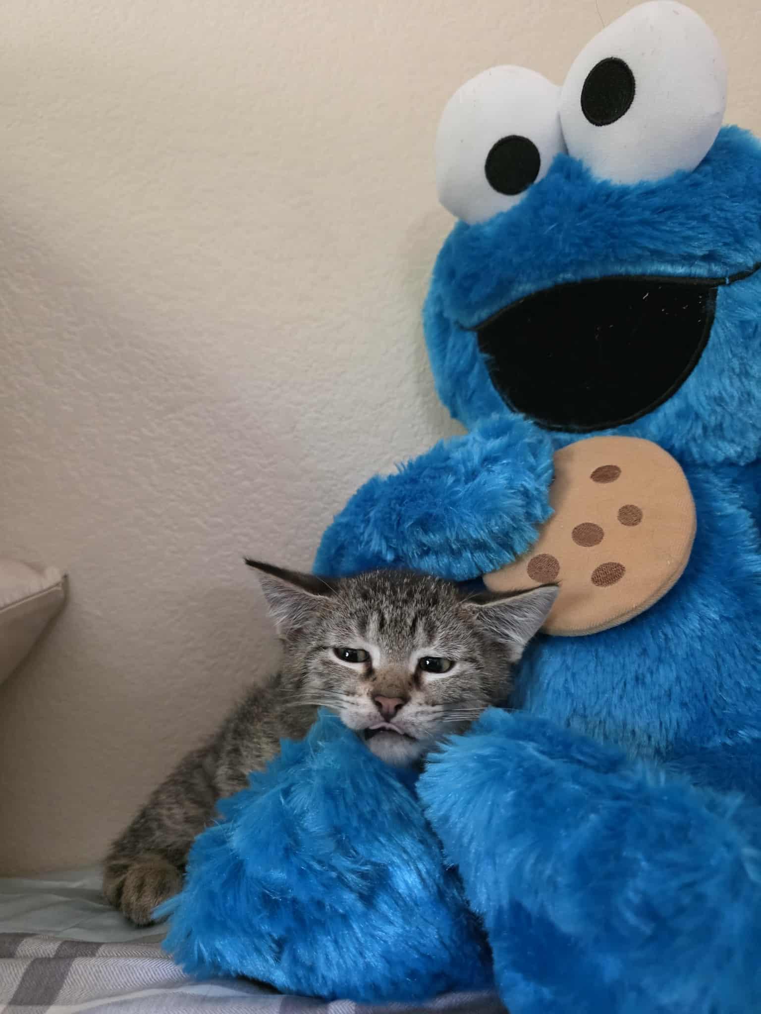 Freckles, a Adoptable Tabby in Vacaville, CA image 3/4