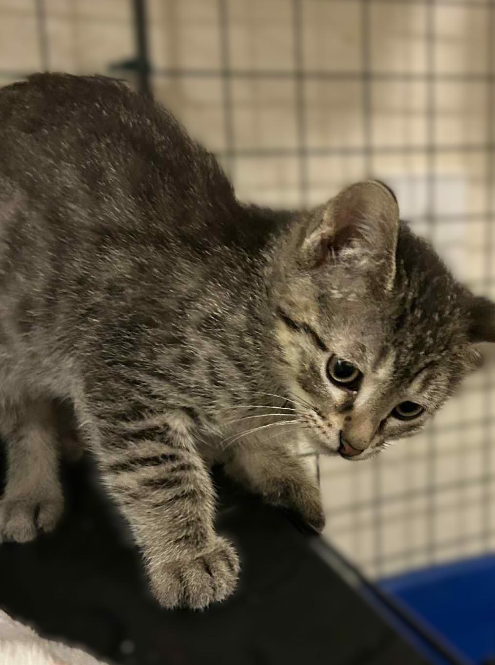 Freckles, a Adoptable Tabby in Vacaville, CA image 4/4