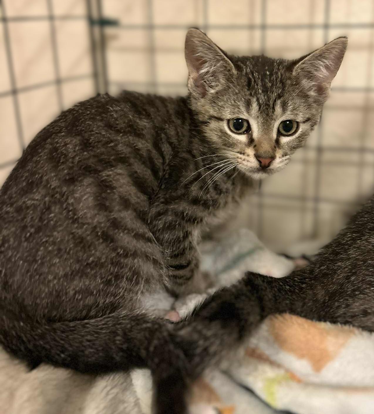 Freckles, Adoptable, Young Male Tabby.