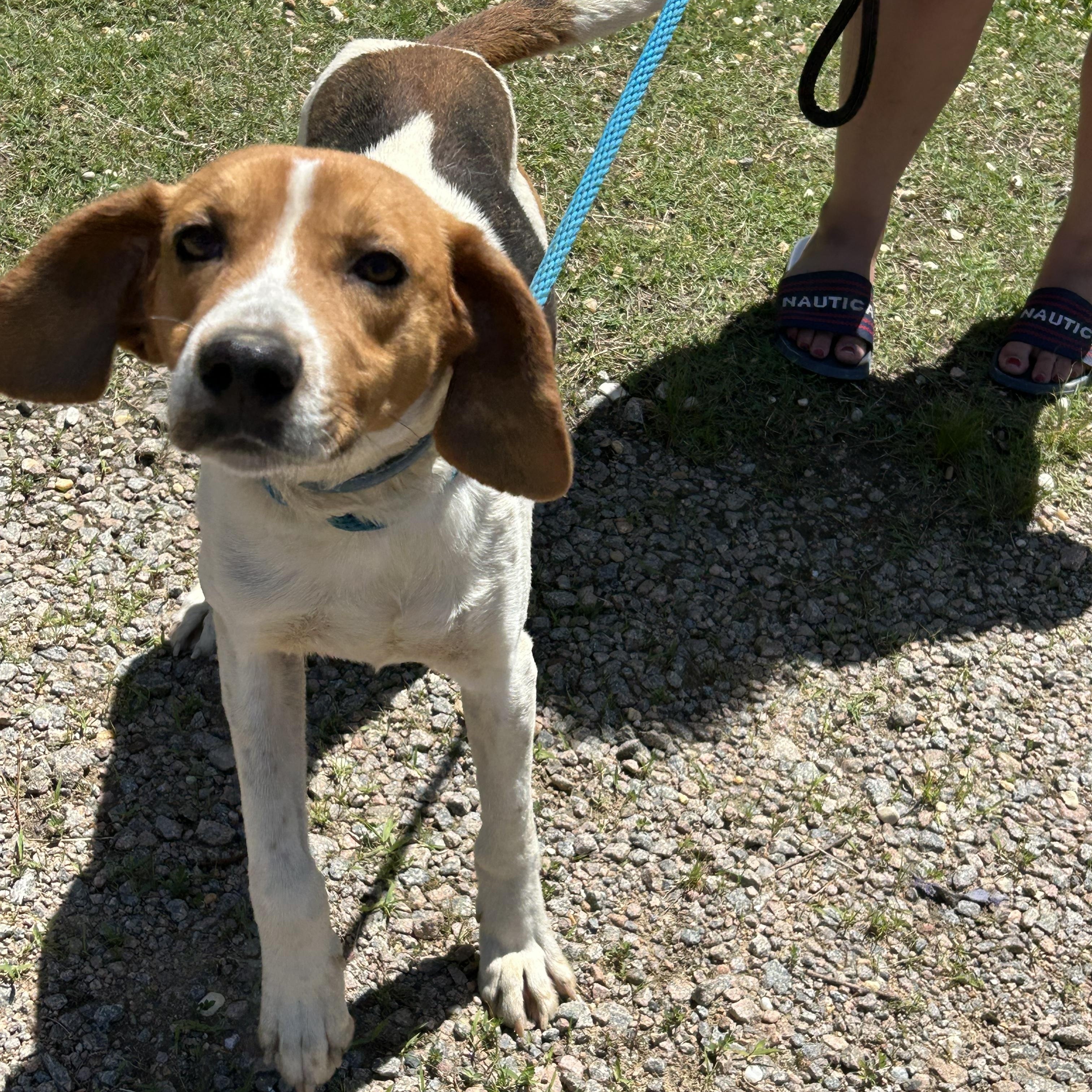 Enlarge Chester, a Adoptable Hound in Charles City, VA image 1/5
