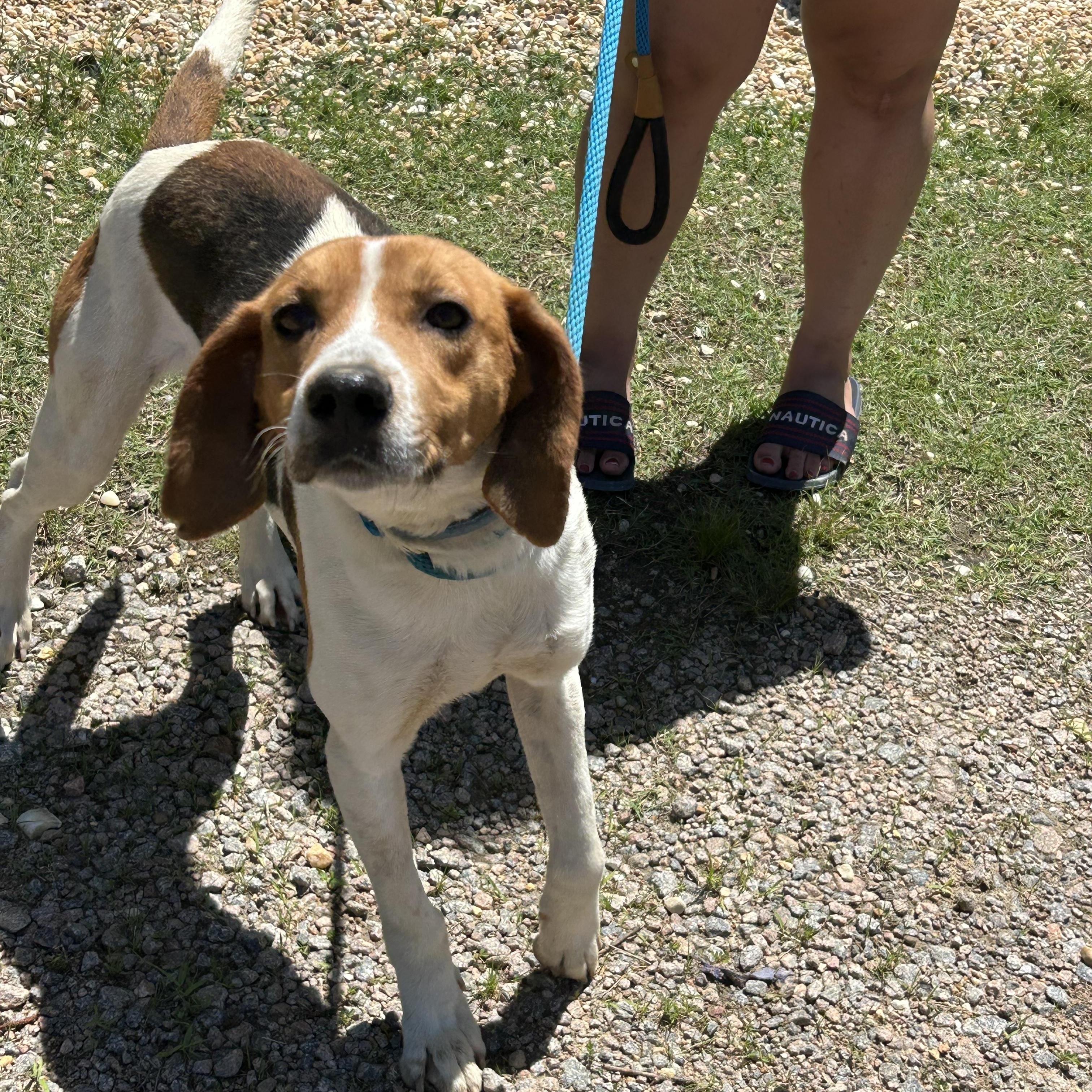 Enlarge Chester, a Adoptable Hound in Charles City, VA image 2/5