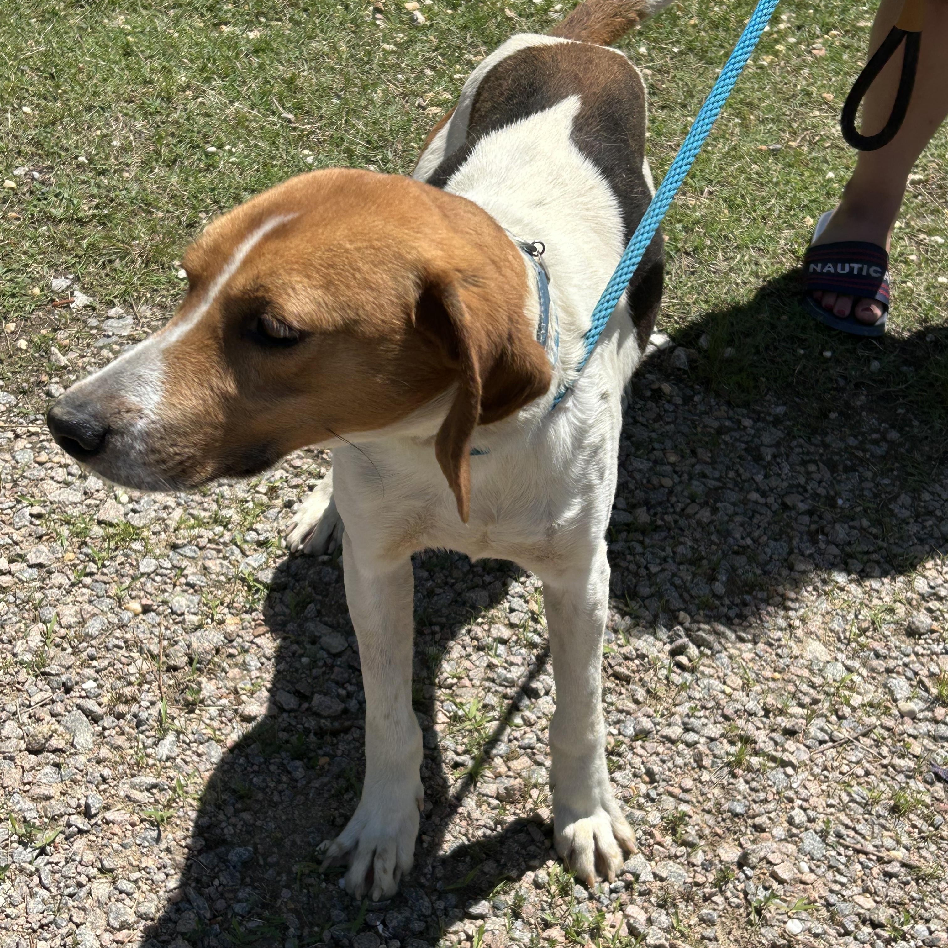 Enlarge Chester, a Adoptable Hound in Charles City, VA image 3/5