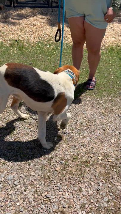 Enlarge Chester, a Adoptable Hound in Charles City, VA video 5/5
