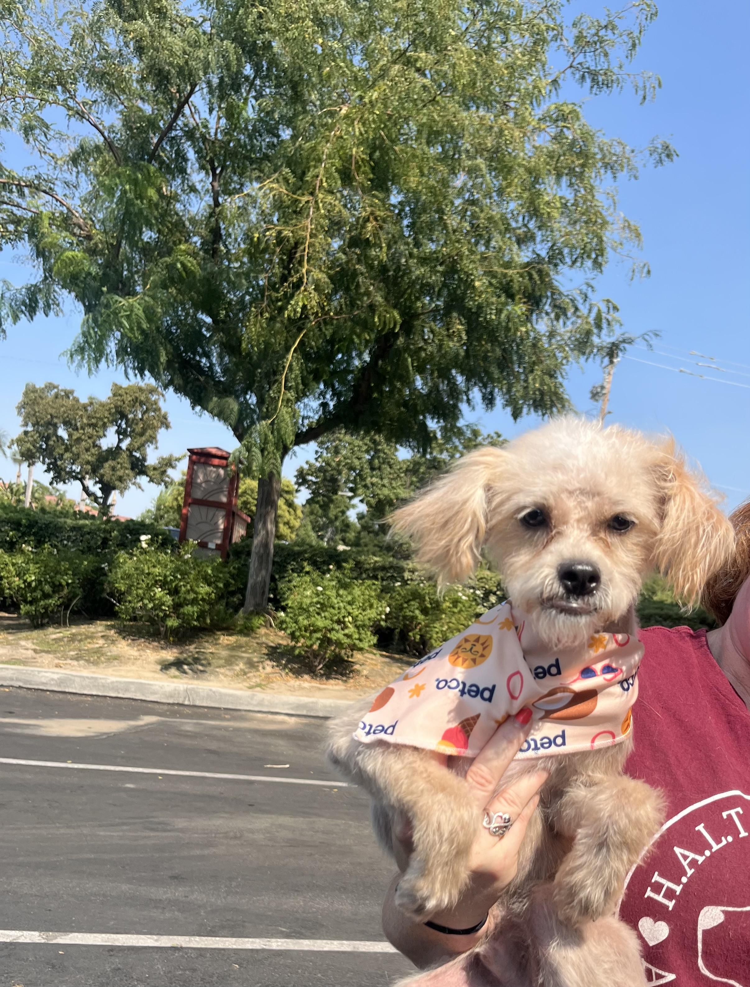 Christopher Robin, Adoptable, Young Male Poodle & Lhasa Apso.