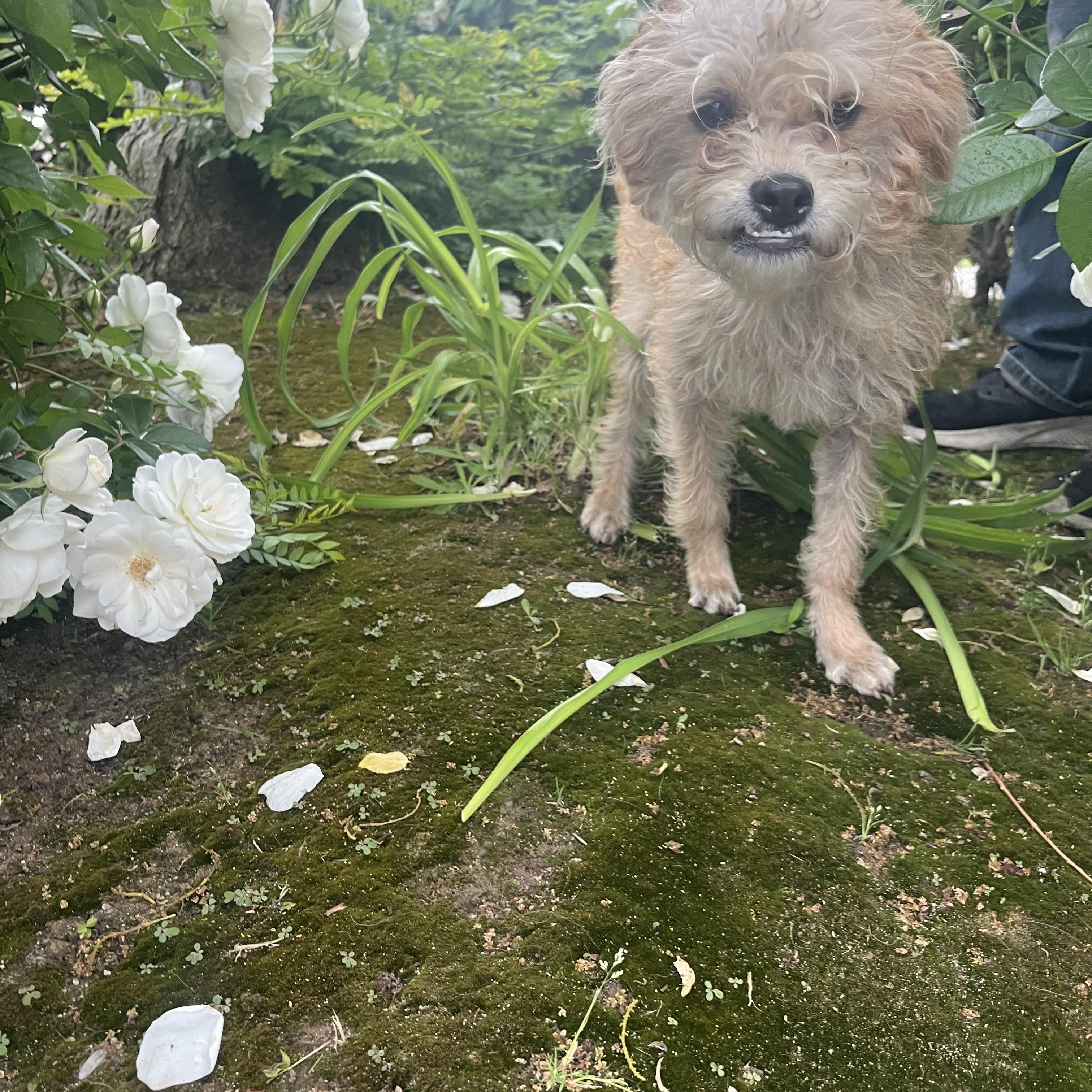 Enlarge Christopher Robin, a Adoptable mixed breed in Bakersfield, CA image 2/4