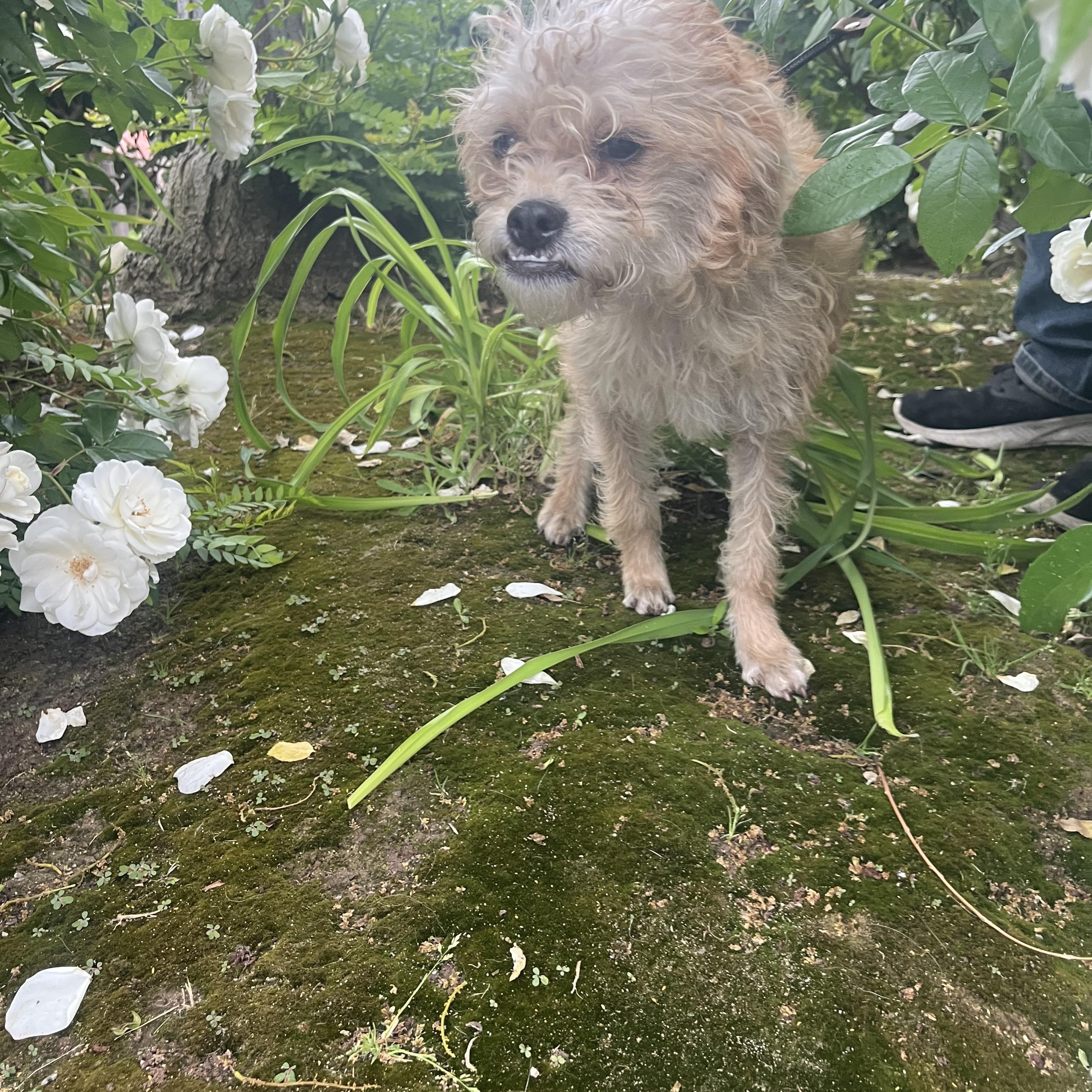 Enlarge Christopher Robin, a Adoptable mixed breed in Bakersfield, CA image 3/4