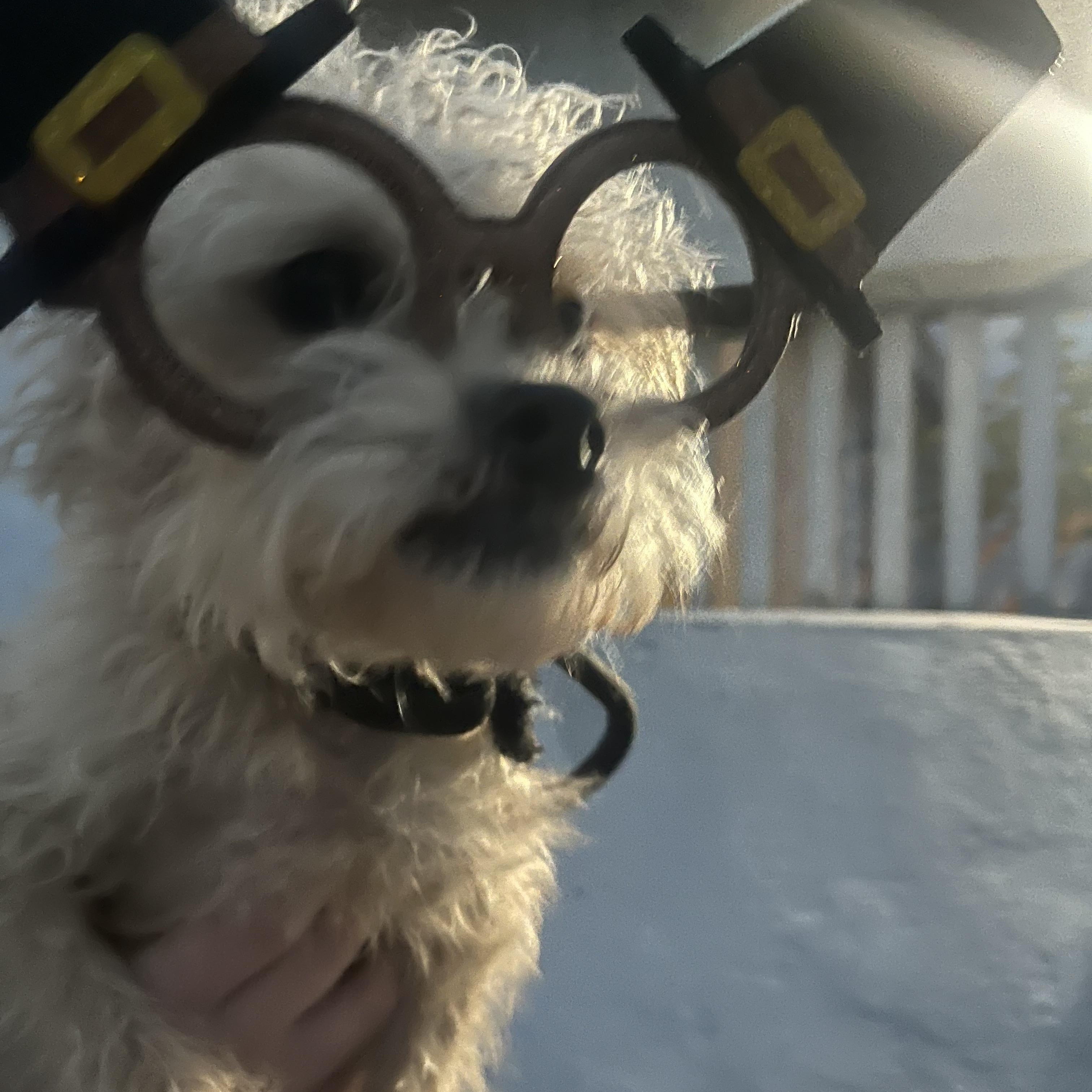 Enlarge Christopher Robin, a Adoptable mixed breed in Bakersfield, CA image 4/4