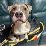 Enlarge Dasher, a Adoptable Mixed Breed in Archbold , OH image 1/3