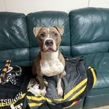 Enlarge Dasher, a Adoptable Mixed Breed in Archbold , OH image 2/3