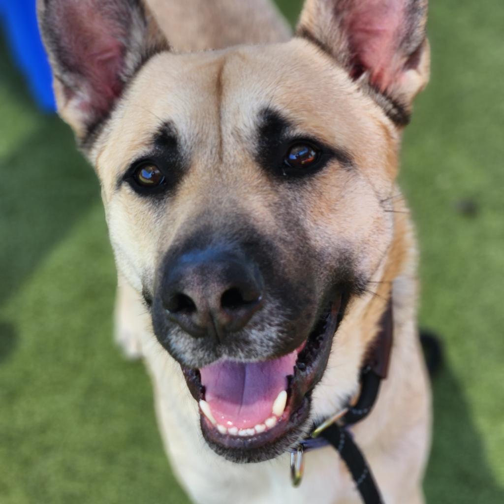 Enlarge Christopher, a Adoptable Mixed Breed in Phoenix, AZ image 1/6