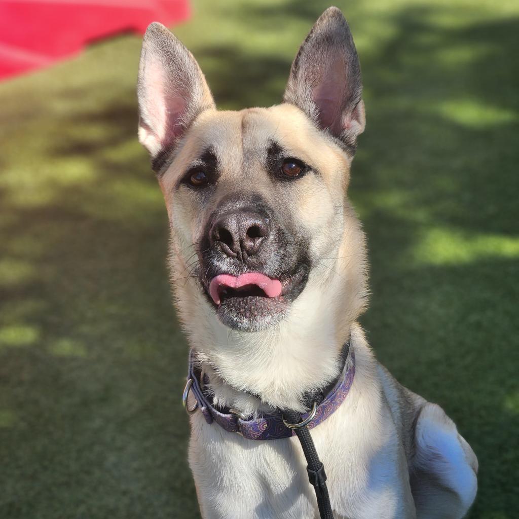 Enlarge Christopher, a Adoptable Mixed Breed in Phoenix, AZ image 2/6