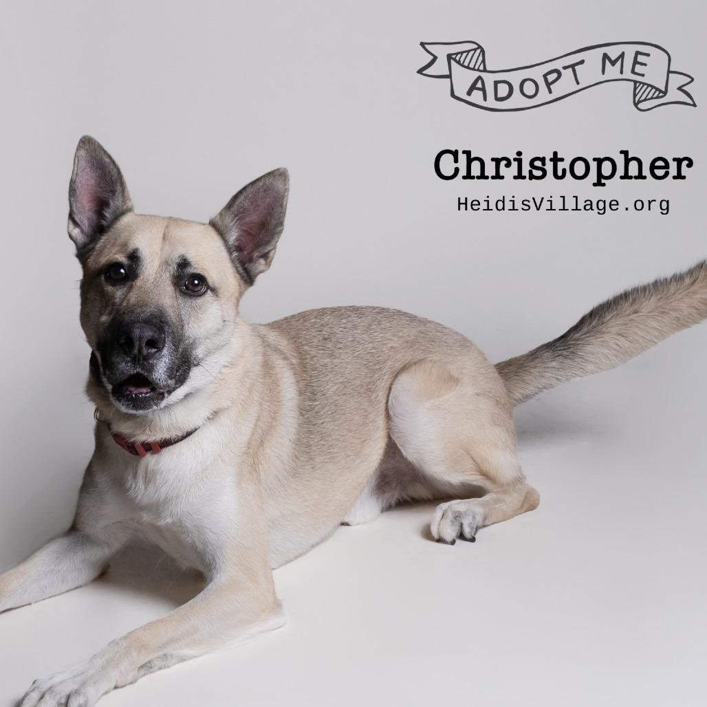 Enlarge Christopher, a Adoptable Mixed Breed in Phoenix, AZ image 3/6