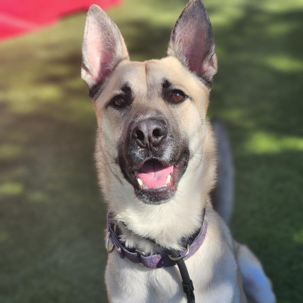 Enlarge Christopher, a Adoptable Mixed Breed in Phoenix, AZ image 4/6