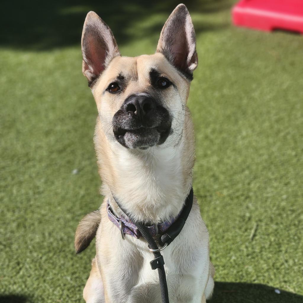 Enlarge Christopher, a Adoptable Mixed Breed in Phoenix, AZ image 5/6