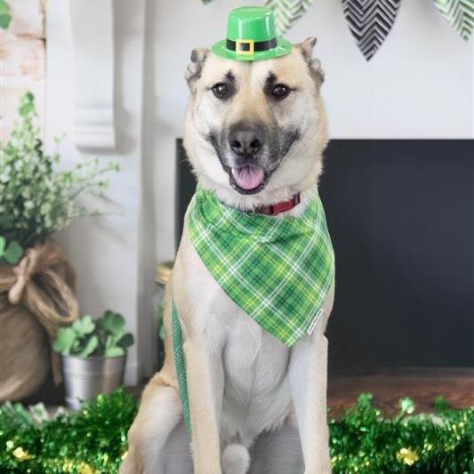 Enlarge Christopher, a Adoptable Mixed Breed in Phoenix, AZ image 5/6