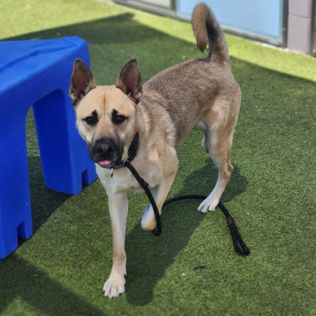 Enlarge Christopher, a Adoptable Mixed Breed in Phoenix, AZ image 6/6