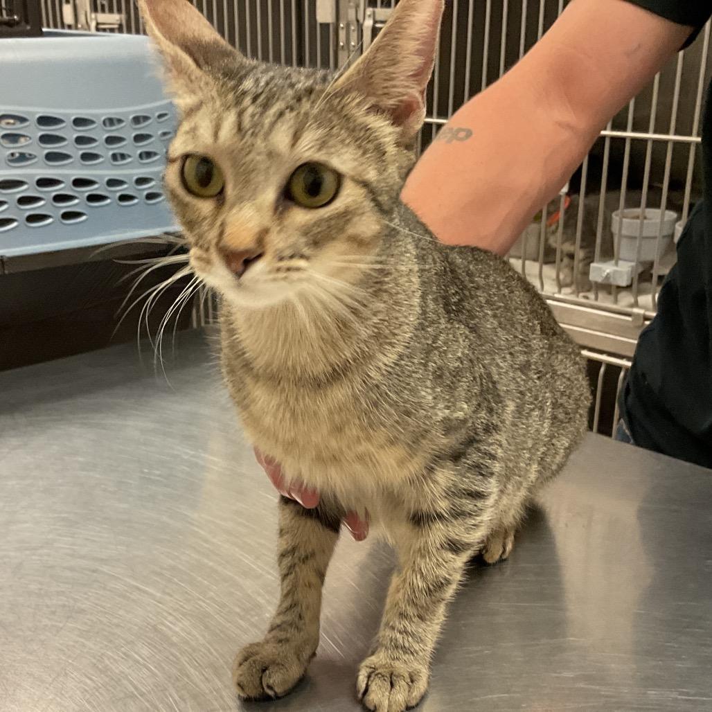 Enlarge Malaya, a Adoptable Domestic Short Hair in Monroe, LA image 2/2