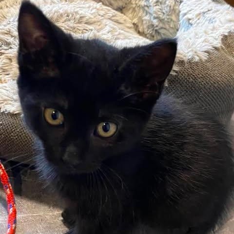 Enlarge AQUILA, a Adoptable Domestic Short Hair in Campbell River, BC image 4/4