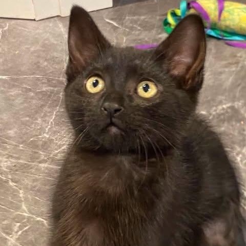 AQUILA, Adoptable, Kitten Female Domestic Short Hair.