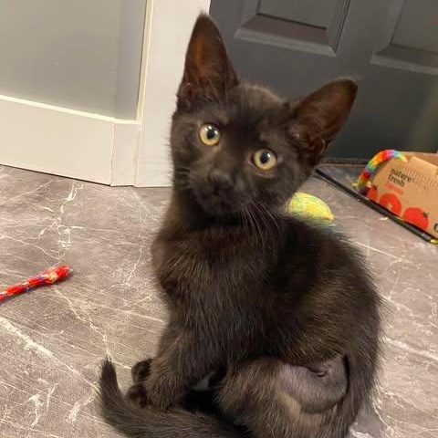 Enlarge AQUILA, a Adoptable Domestic Short Hair in Campbell River, BC image 2/4